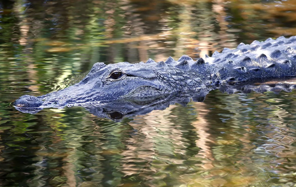 Alligators fear humans until they are fed by them, say experts. That's when they become very dangerous.(Rhona Wise/AFP/Getty Images)