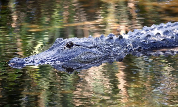 Alligators fear humans until they are fed by them, say experts. That's when they become very dangerous.(Rhona Wise/AFP/Getty Images)