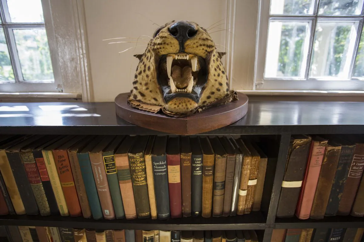 A hunting trophy lies on a bookshelf at Finca Vigia, home of U.S. writer Ernest Hemingway in Havana, Cuba, Wednesday, June 15, 2016. (AP Photo/Desmond Boylan)
