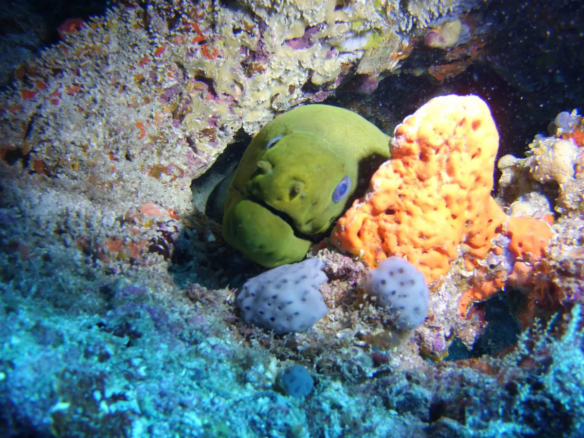 Using the land setting with SeaDragon video lights brings out the subject. The Micro 2.0 enables getting close to subjects, 8 to 12 inches is about the limit if the image is to be in focus. (Copyright © 2016 John Christopher Fine)