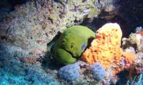 Mighty Little Underwater Camera Makes Debut