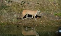 Colorado Mother Fights Off Mountain Lion That Had Her Son in Its Jaws