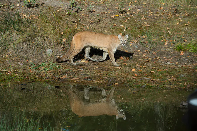 Mountain lion (Photo by Wolfgang Kaehler/LightRocket via Getty Images)