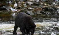 Alaskan Locals Pointing Fingers at Causes Behind Record Number of Marauding Bears
