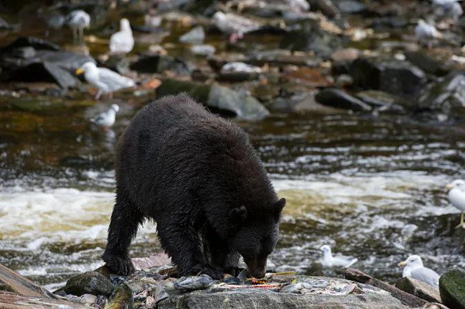 American black bear (Ursus americanus) feeding on salmon eggs (roe) at creek at Neets Bay fish hatchery, Behm Canal in Southeast Alaska near Ketchikan, USA. (Wolfgang Kaehler/LightRocket/Getty Images)