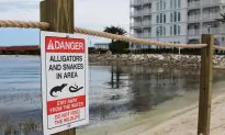Disney World Builds Stone Wall at Lake Where Alligator Killed Boy
