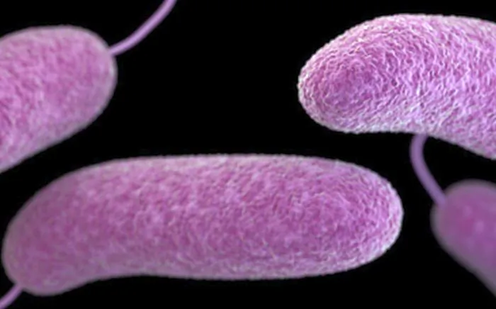 A type of Vibrio bacteria, in an undated file photograph. (Courtesy of the CDC)