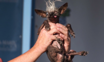 The 2016 World’s ‘Ugliest Dog’ Has Been Revealed (Video)