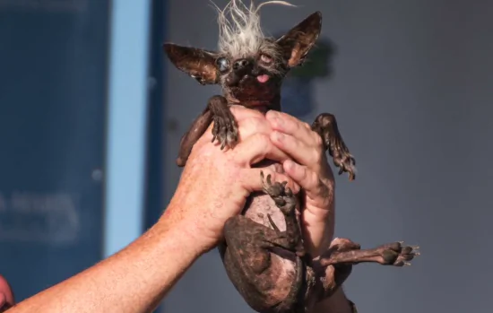 The 2016 World’s ‘Ugliest Dog’ Has Been Revealed (Video)
