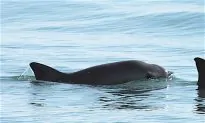 How the Navy Trained Dolphins to Help Save an Endangered Porpoise