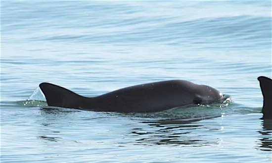 How the Navy Trained Dolphins to Help Save an Endangered Porpoise