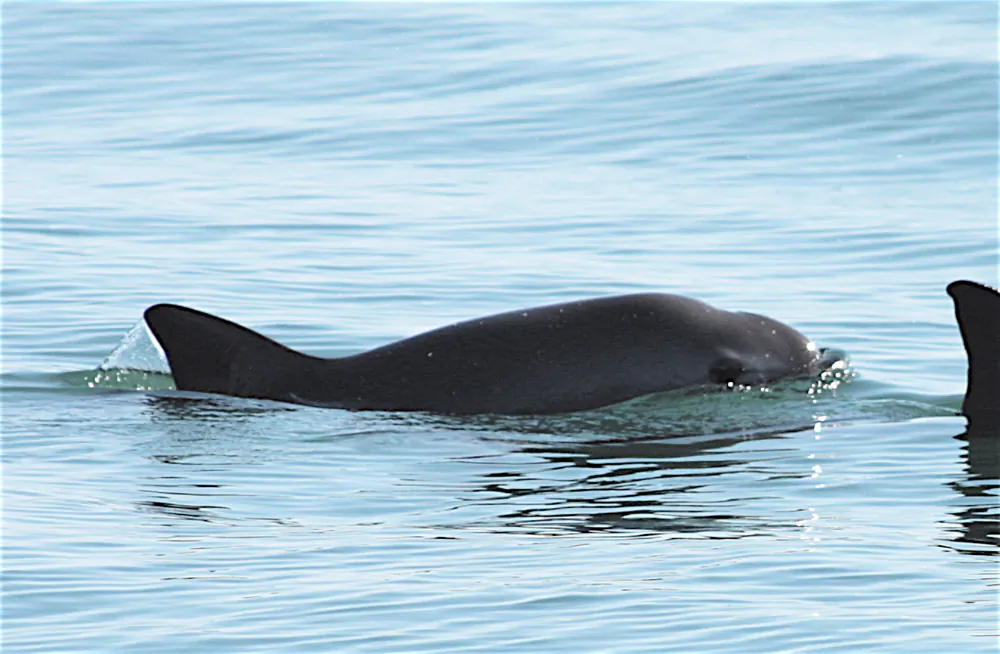 Vaquita. (SEMARNAT)