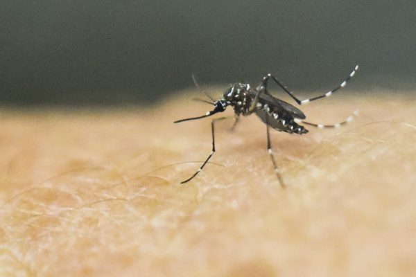 CDC Approves Recommendations for Chikungunya Vaccines