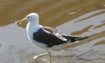 Seagulls Found Carrying Dangerous Superbug (Video)