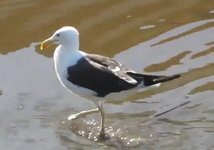 Seagulls Found Carrying Dangerous Superbug (Video)