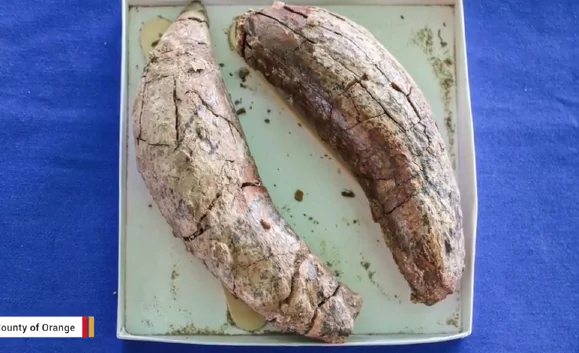 12-Million-Year-Old Whale Fossils Found at California Landfill (Video)