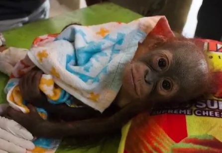 This Baby Orangutan Was Shot and Abandoned (Video)