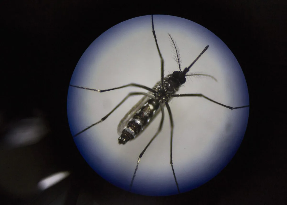 An adult female mosquito is seen uder a microscope at the Sun Yat-Sen University-Michigan University Joint Center of Vector Control for Tropical Disease in Guangzhou, China, on June 21, 2016. (Kevin Frayer/Getty Images)