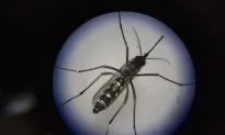The Lethal Suspects for Microcephaly in Brazil, With Zika Virus at the Bottom of the List