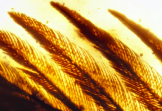 99-Million-Year-Old Wings From Dinosaur-Era Bird Found Preserved (Video)