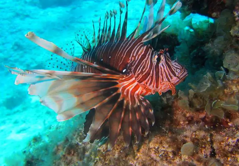 Lionfish at Cyclops Caves, Protaras, Cyprus. (Courtesy of Wolf Werner via Plymouth University)