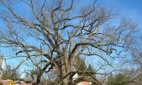 Basking Ridge Citizens Mourn at Prospect of 600-Year-Old Oak Tree Dying