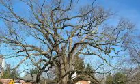 Basking Ridge Citizens Mourn at Prospect of 600-Year-Old Oak Tree Dying