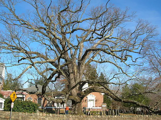 (Msact/Wikimedia Commons)