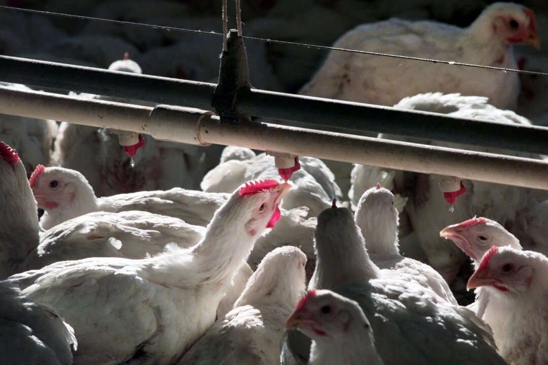 87 percent of chicken carcasses test positive for E. coli before they are sent to stores. (AP Photo/J.Scott Applewhite)