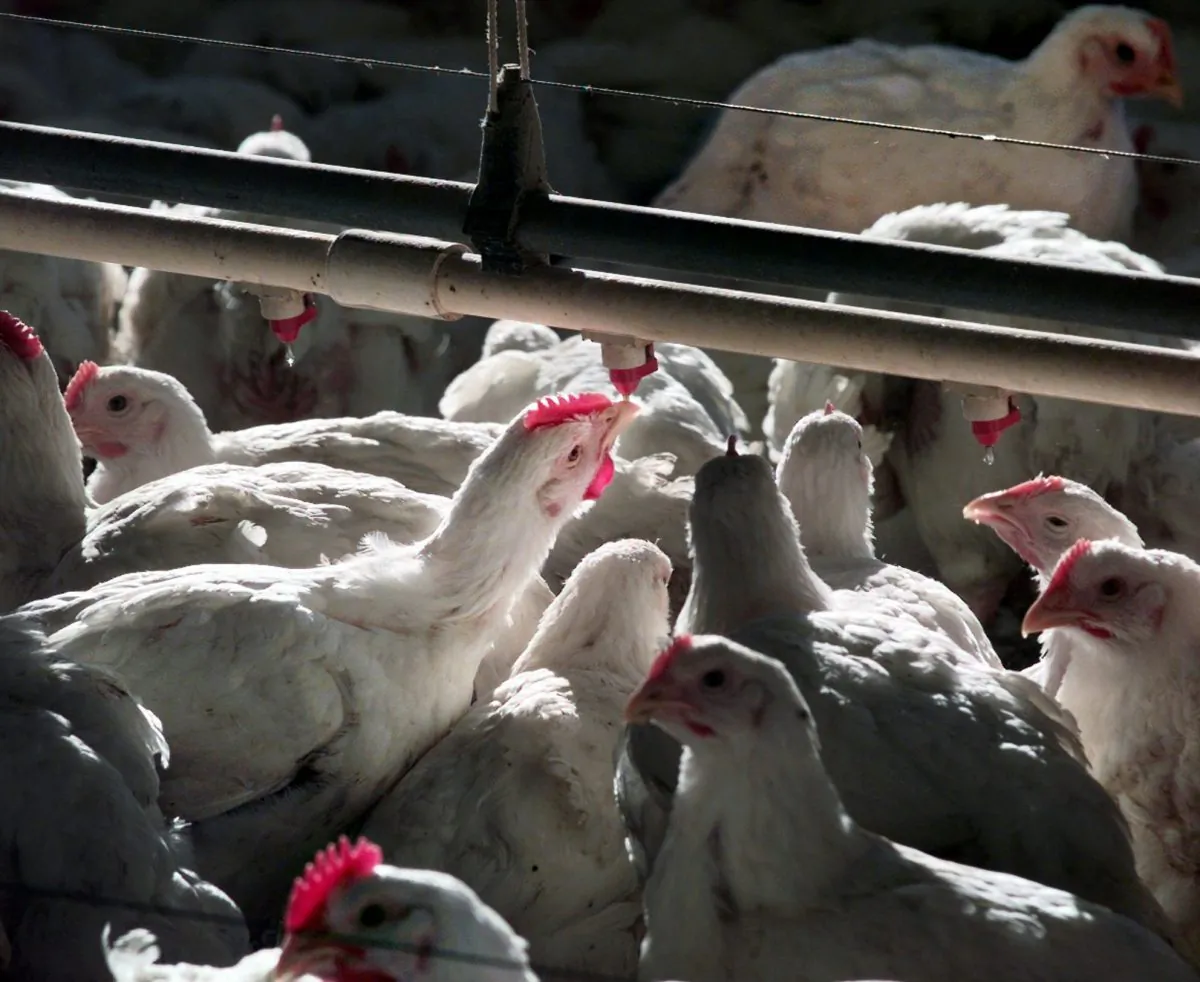 87 percent of chicken carcasses test positive for E. coli before they are sent to stores. (AP Photo/J.Scott Applewhite)