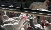 Perdue’s New Chicken Slaughtering Method More Humane, Say Advocacy Groups