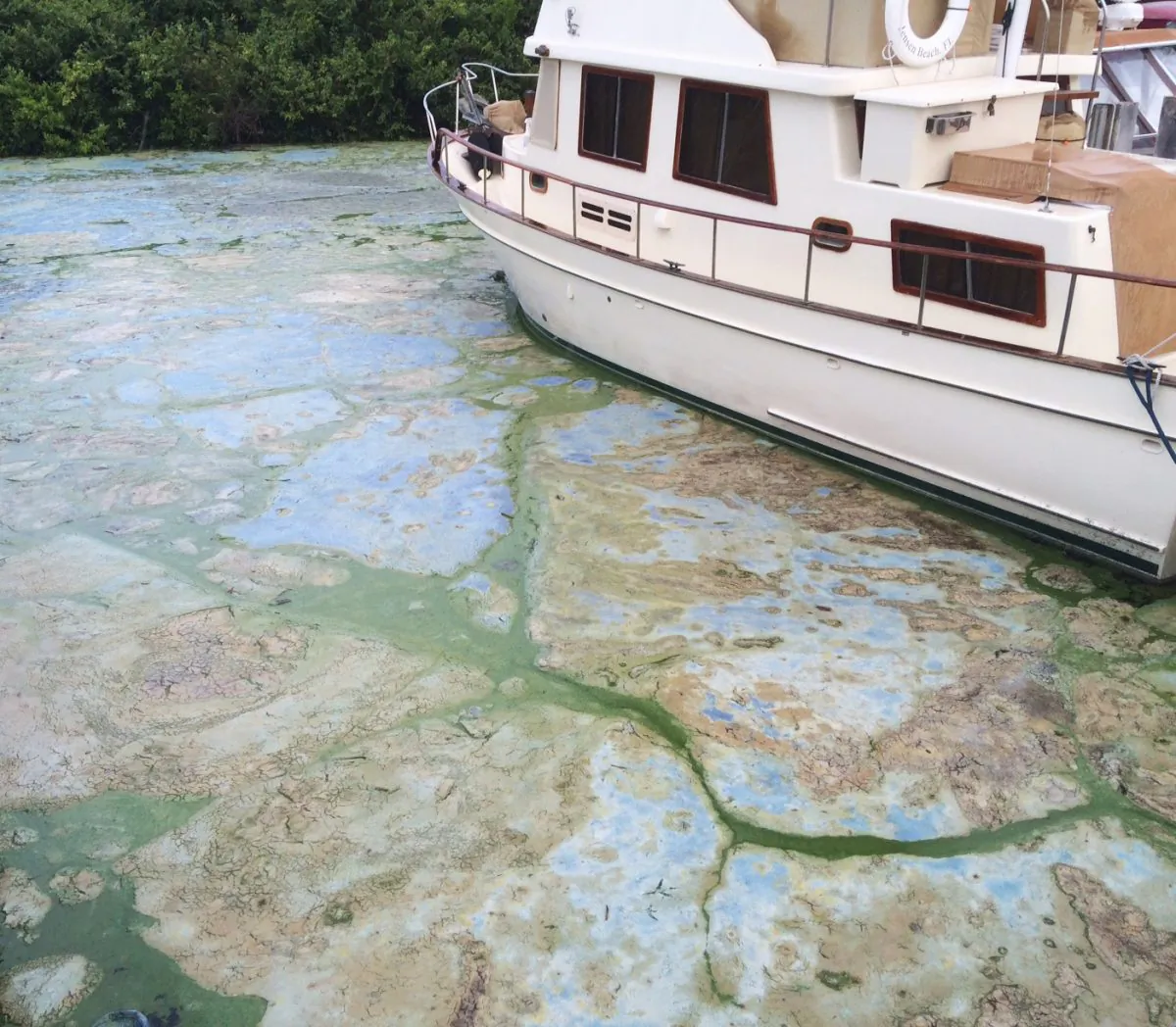 Algae covered water at Stuart's Central Marine boat docks is thick, Thursday, June 30, 2016, in Stuart, Fla. Officials want federal action along a stretch of Florida's Atlantic coast where the governor has declared a state of emergency over algae blooms. The blue-green algae is the latest contaminant in yearslong arguments over water flowing from Lake Okeechobee. Lawmakers say a southwest Florida county should be added to the state of emergency declared over an algae bloom on the Atlantic coast. (AP Photo/Terry Spencer)