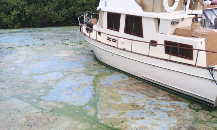 Algae covered water at Stuart's Central Marine boat docks is thick, Thursday, June 30, 2016, in Stuart, Fla. Officials want federal action along a stretch of Florida's Atlantic coast where the governor has declared a state of emergency over algae blooms. The blue-green algae is the latest contaminant in yearslong arguments over water flowing from Lake Okeechobee. Lawmakers say a southwest Florida county should be added to the state of emergency declared over an algae bloom on the Atlantic coast. (AP Photo/Terry Spencer)