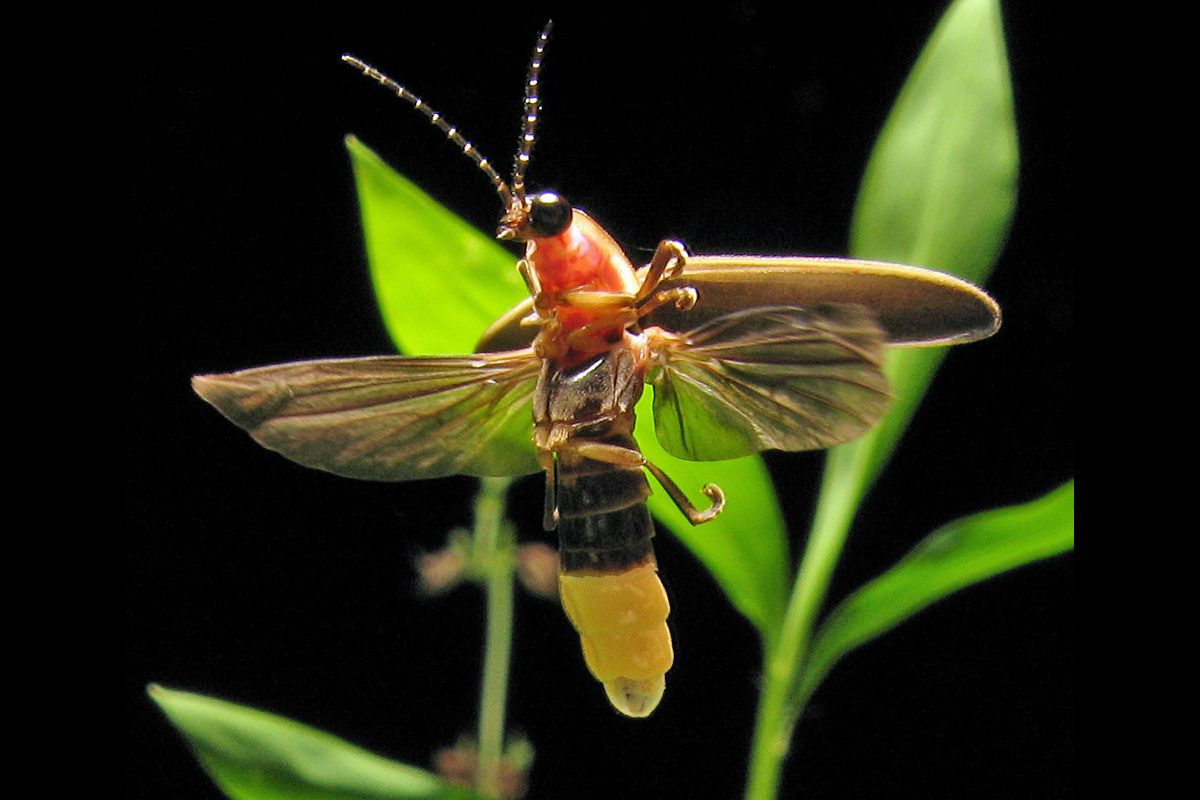 Светлячок насекомое