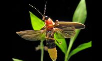 June Weather Means Fireflies Are Showing, Lawns Are Glowing