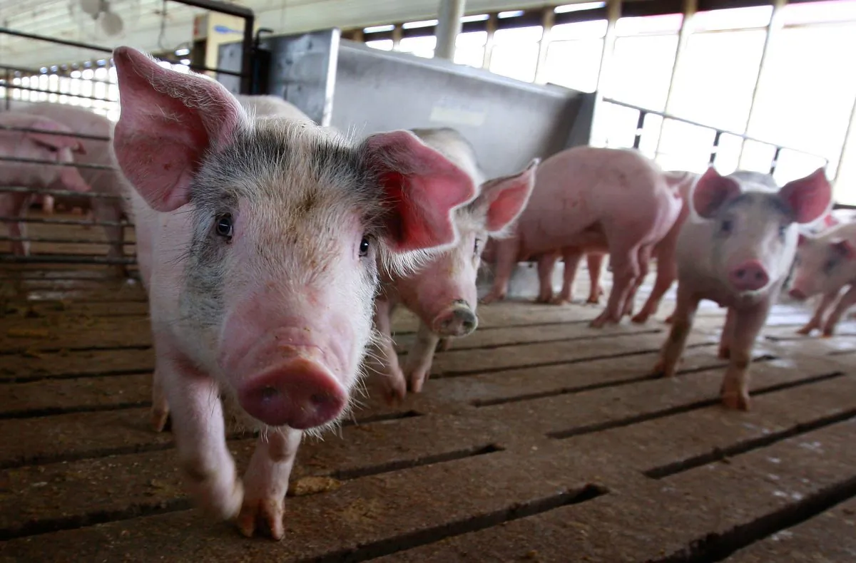 Hogs are seen on a pig farm in Iowa in a file photo. (Scott Olson/Getty Images)
