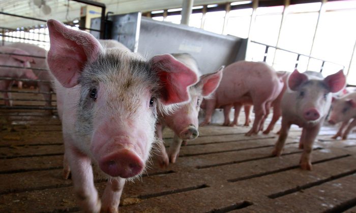 Hogs are seen on a pig farm in Iowa in a file photo from 2009. U.S. pig exports to China have increased this year on pig shortages in China. (Photo by Scott Olson/Getty Images)