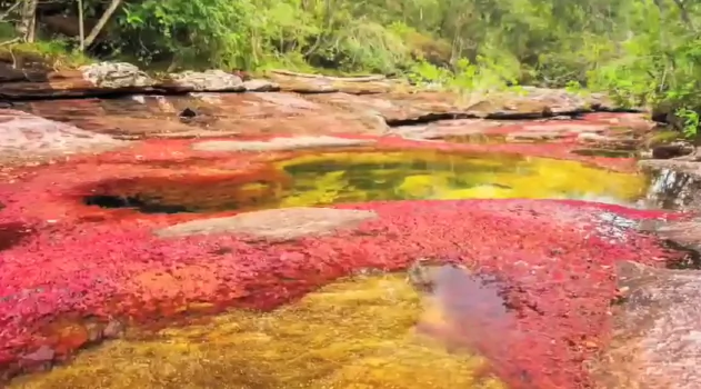 This Bizarre River in Colombia Is Called ‘Liquid Rainbow’ (Video)