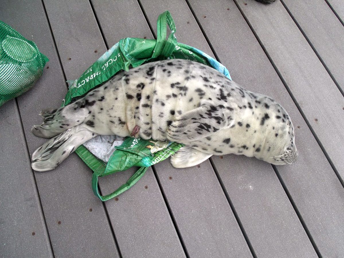 In this May 21, 2016, photo provided by the Westport Aquarium, a baby seal is seen laying across a shopping tote used to carry it off a beach in Westport, Wash. (Marc Myrsell/Westport Aquarium via AP)