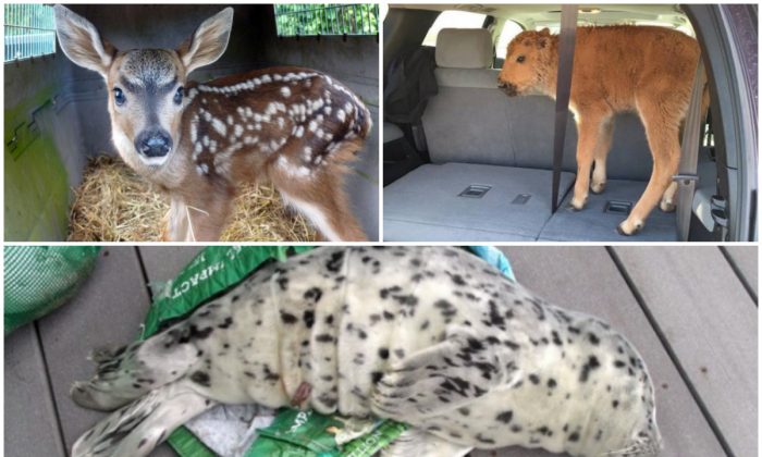 Top left: A fawn snatched from its mother in Pierce County, Wash. (Washington Department of Fish and Wildlife); Top right: Bison calf in Yellowstone National Park that two tourists placed in their car trunk out of concern for its livelihood. (Photo taken by Karen Richardson); and Bottom: A baby seal is seen laying across a shopping tote used to carry it off a beach in Westport, Wash., May 21, 2016. (Marc Myrsell/Westport Aquarium via AP)