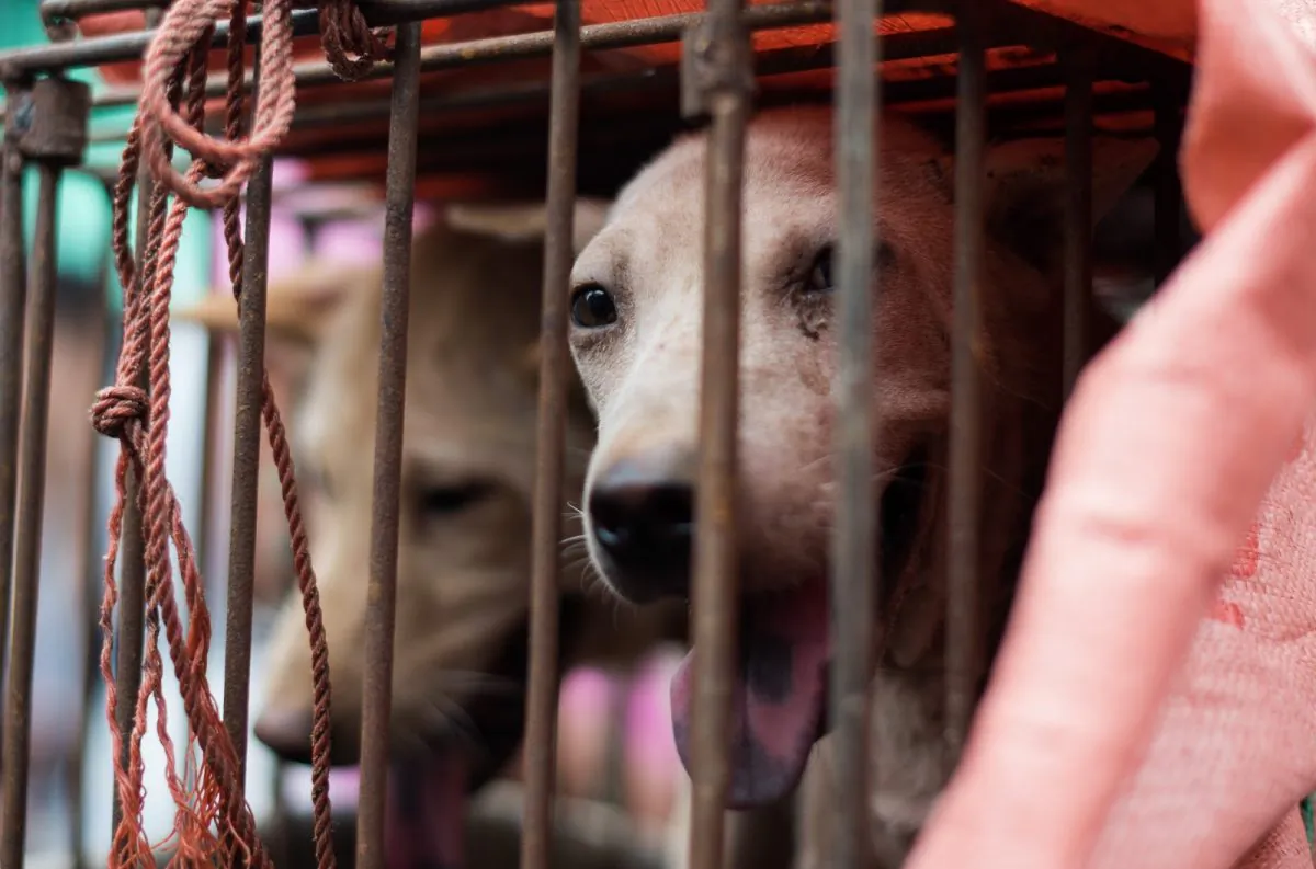 A dog looks out from its cage at a stall as it is displayed by a vendor in Yulin, Guangxi province on June 22, 2015.(Johannes Eisele/AFP/Getty Images)
