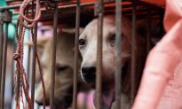 Kidnapping, Poisoning of Captured Pets and Strays Leads to Tainted Dog and Cat Meat in Chinese Markets