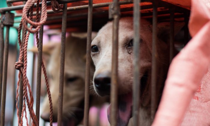 A dog looks out from its cage at a stall as it is displayed by a vendor in Yulin, Guangxi province on June 22, 2015.(Johannes Eisele/AFP/Getty Images)