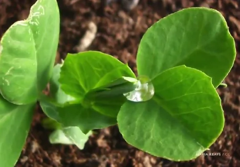 Apparently, Plants Know How to ‘Gamble’ (Video)