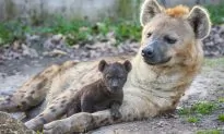 These Social Animals Inherit Friends From Mom