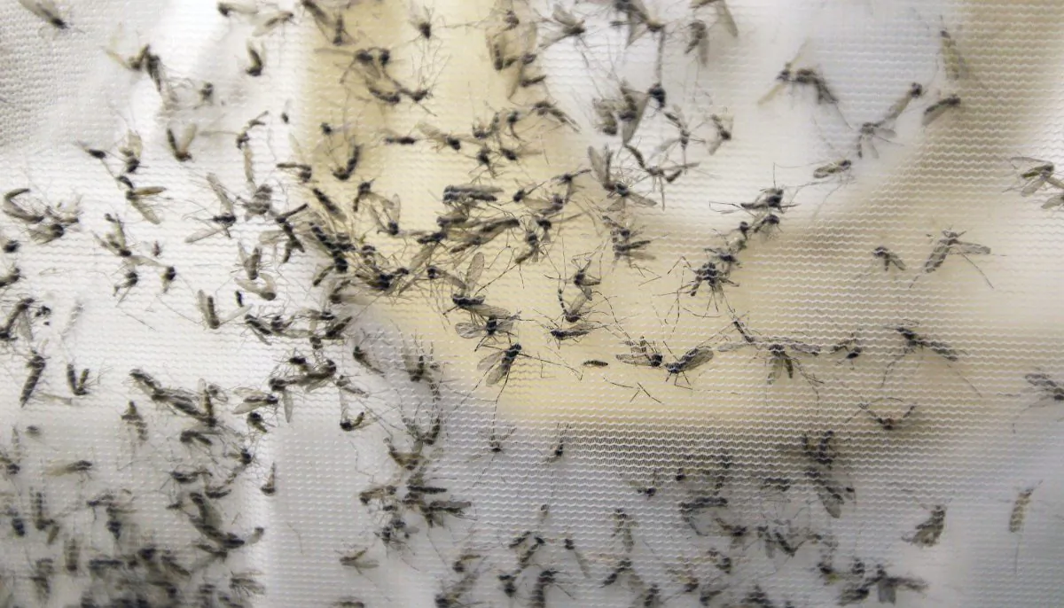 1st-death-related-to-zika-virus-seen-in-continental-us