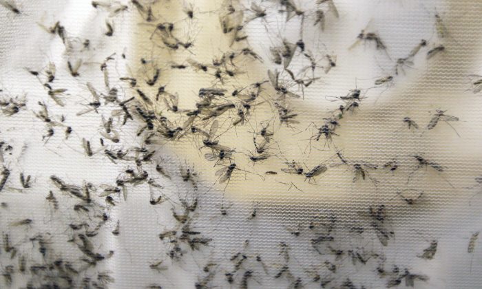 FILE - In this Thursday, Feb. 11, 2016 file photo, a trap holds mosquitos at the Dallas County Mosquito Lab in Hutchins, Texas. The trap had been set up near the location of a confirmed Zika virus infection. On Thursday, June 16, 2016, thhe Centers for Disease Control and Prevention reported that three babies with birth defects caused by Zika have been born in the U.S. Birth defects from the virus were also seen in three other pregnancies that ended. (AP Photo/LM Otero)
