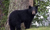 Rare Black Bear Spotted in Mountains West of Los Angeles