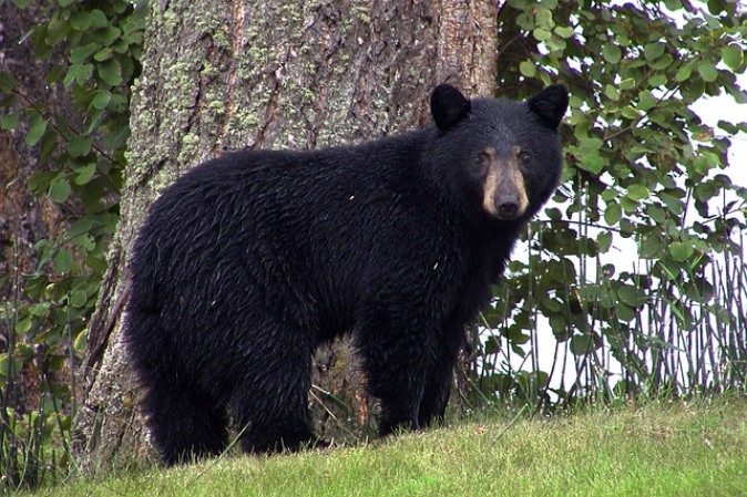 Black Bear. (Public Domain/Pixabay)