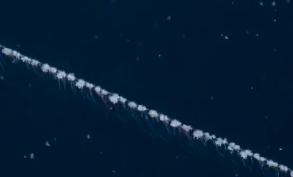 Sighting Of Rarely Seen ‘Colonial Organism’ In Deep Ocean Stuns Explorers (Video)